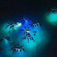 Holiday & Seasonal Tours