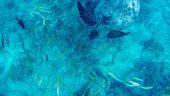 Snorkeling 