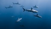 Sharks were a bit shy the...