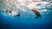 Swam with green sea turtles!