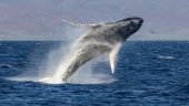 Gemini Charters - Book this boat tour in Maui