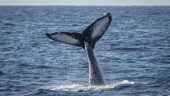 Best Whale Watching Experience — Highly Recommend!