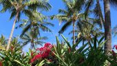 Great tour from Honolulu to the north shore