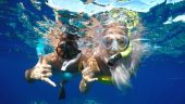 Turtles!