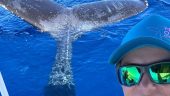 Amazing whale encounters!