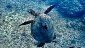 Beginner scuba dive
