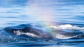Must Do Boat Day on Oahu!