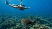 Searching for squid and turtle
