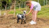 An exceptional coffee farm tour featuring great samples, a resident farm cat, top-tier coffee, and local tips.